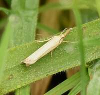 صورة Agriphila straminella