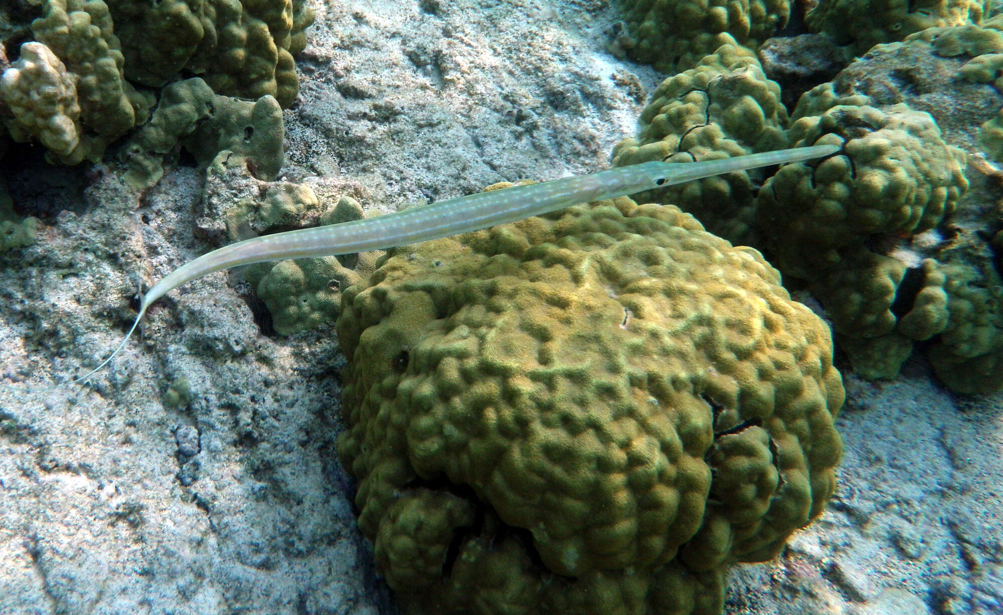 Image of Bluespotted cornetfish