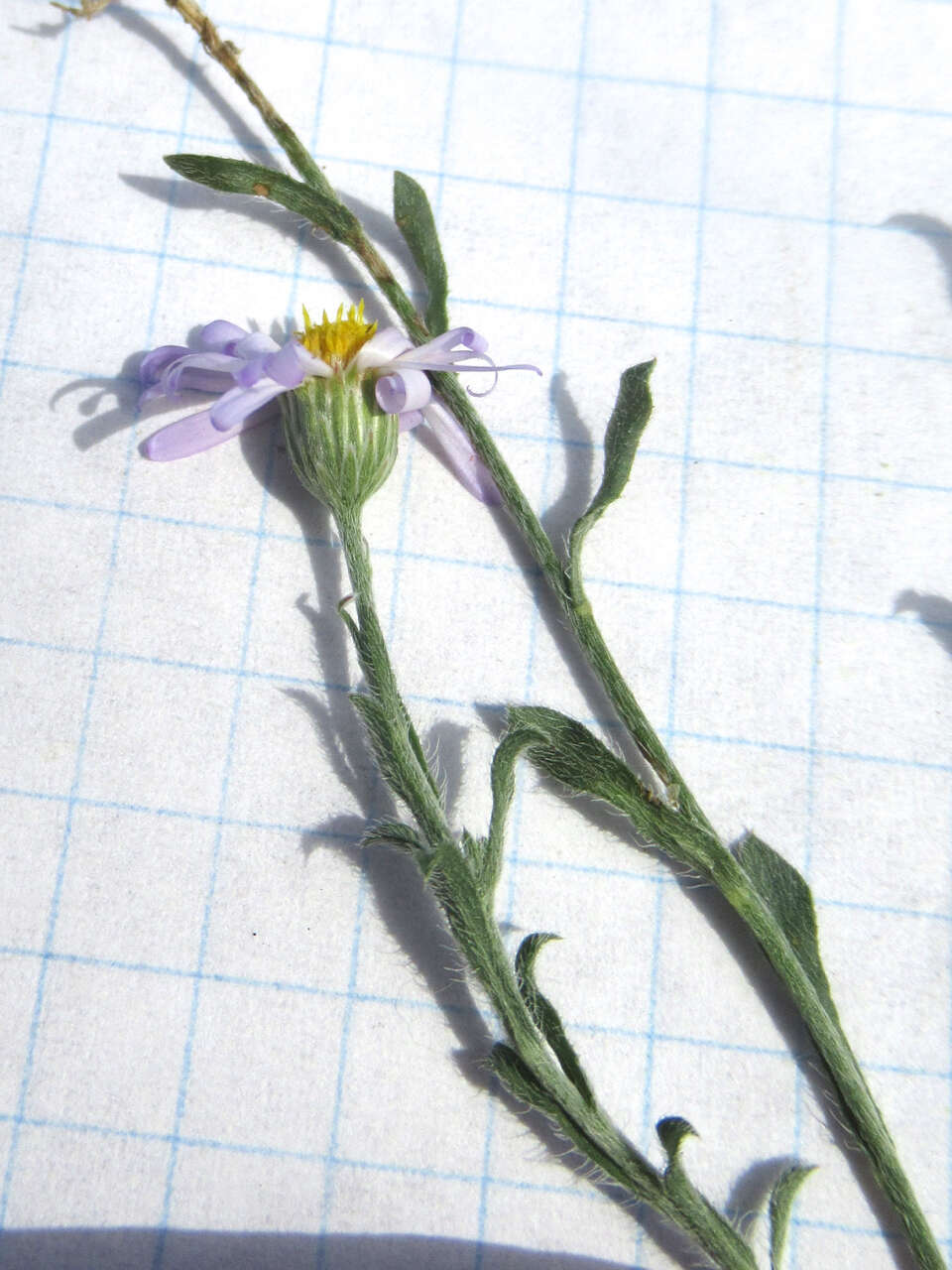 Image of manyflower leastdaisy