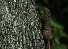 Image of Mutable Sun Squirrel