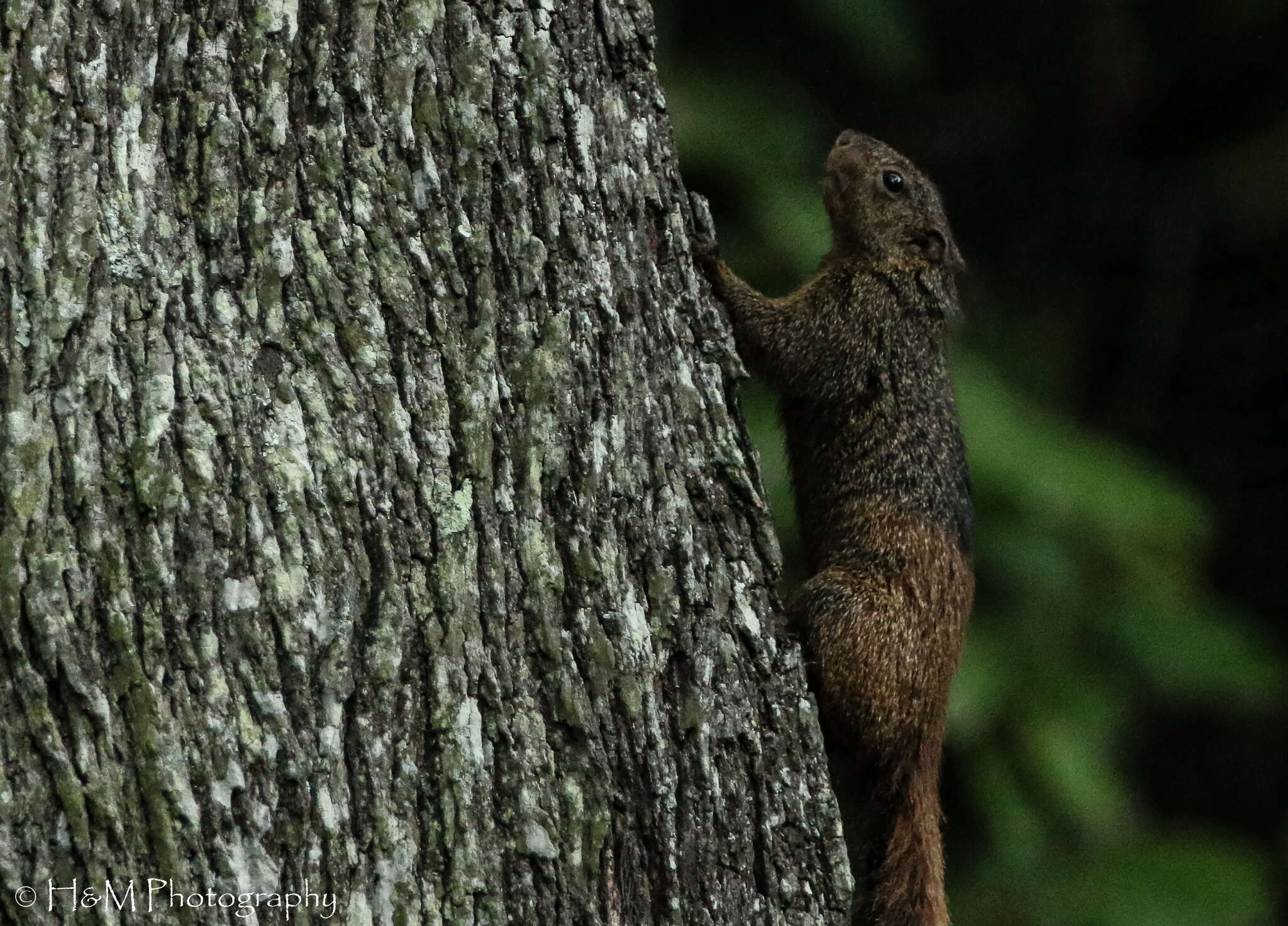 Image of Mutable Sun Squirrel