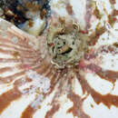 Image of Bellybutton nautilus