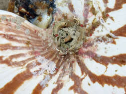 Image of Bellybutton nautilus