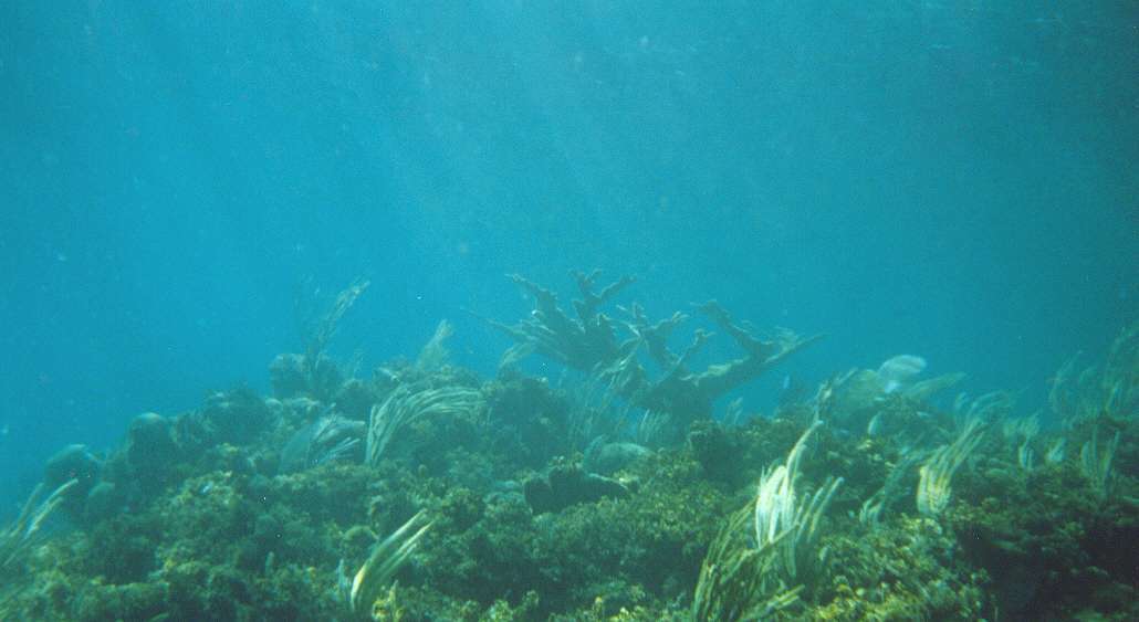 Image of Elkhorn Coral