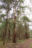 Image of Eucalyptus strzeleckii K. Rule