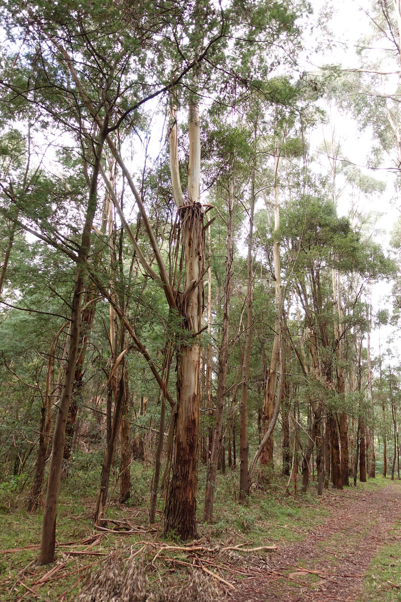 Imagem de Eucalyptus strzeleckii K. Rule