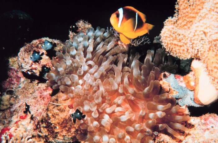 Image of Clownfish