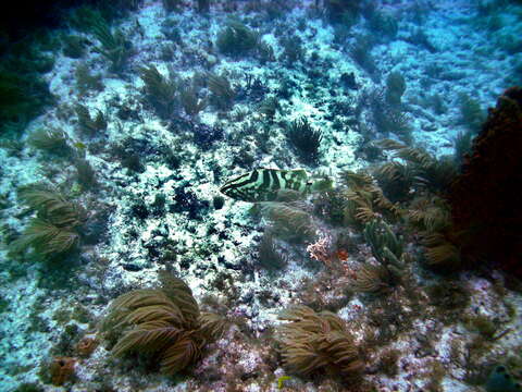 Image of Nassau Grouper