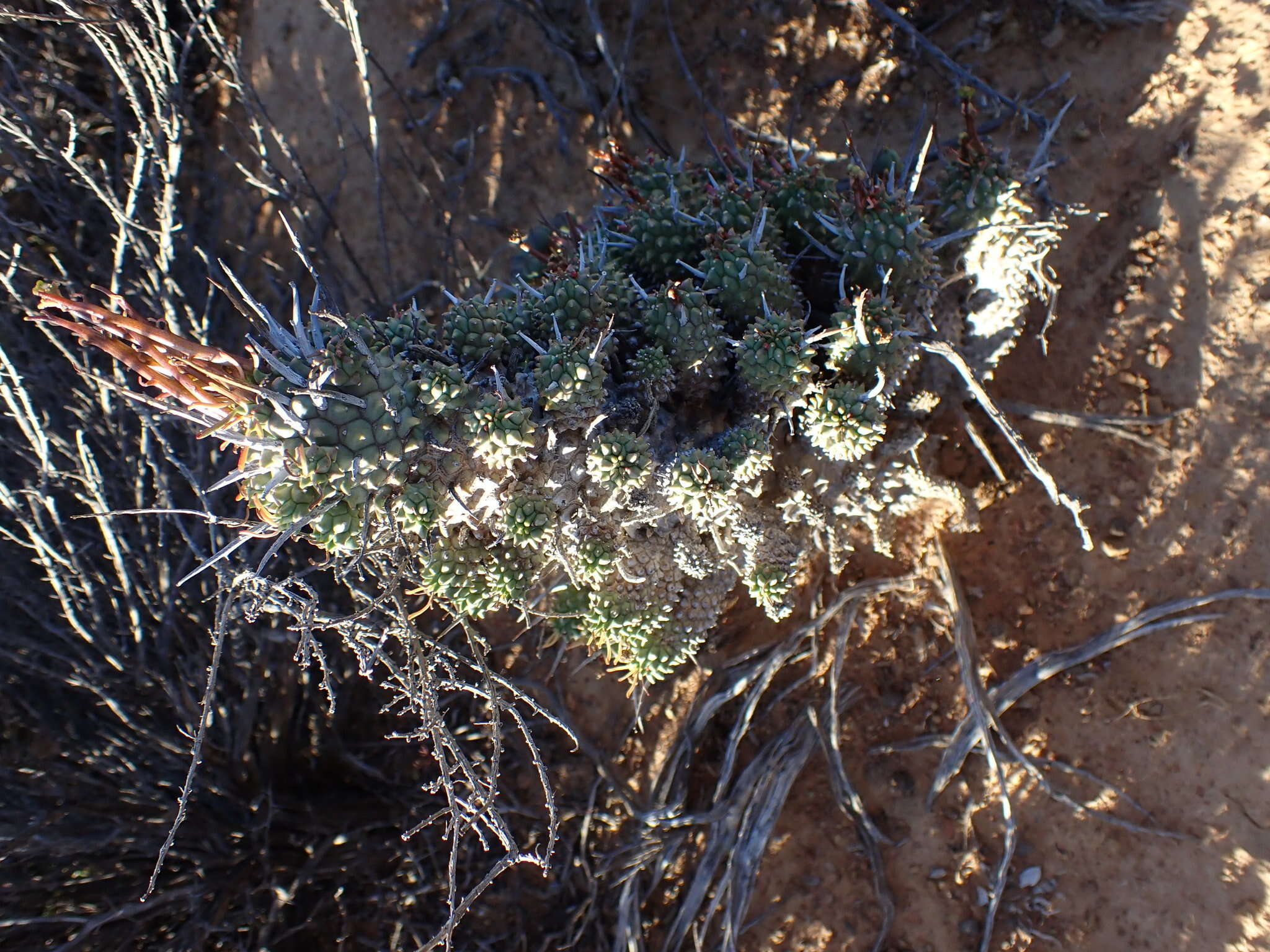 صورة Euphorbia multiceps A. Berger