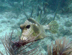 Image of Spotted Trunkfish