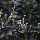 Image de Chimonanthus praecox (L.) Link