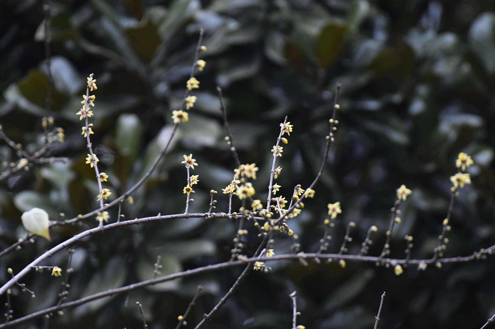 Image de Chimonanthus praecox (L.) Link