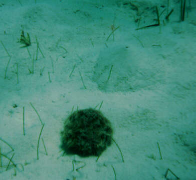 Image of West Indian sea egg