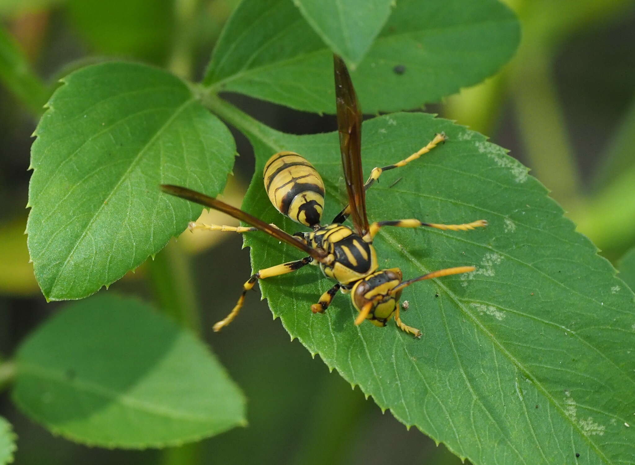 Image of Polistes rothneyi Cameron 1900