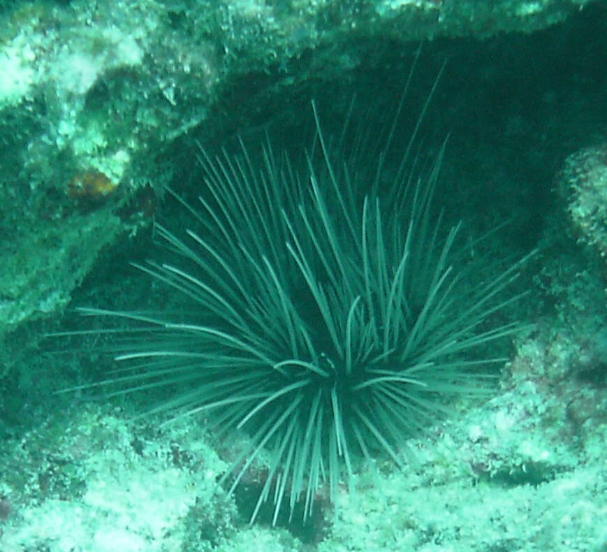 Image of spiny urchin