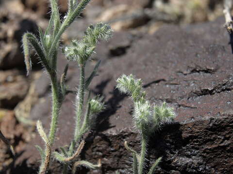 Plancia ëd Cryptantha echinella Greene