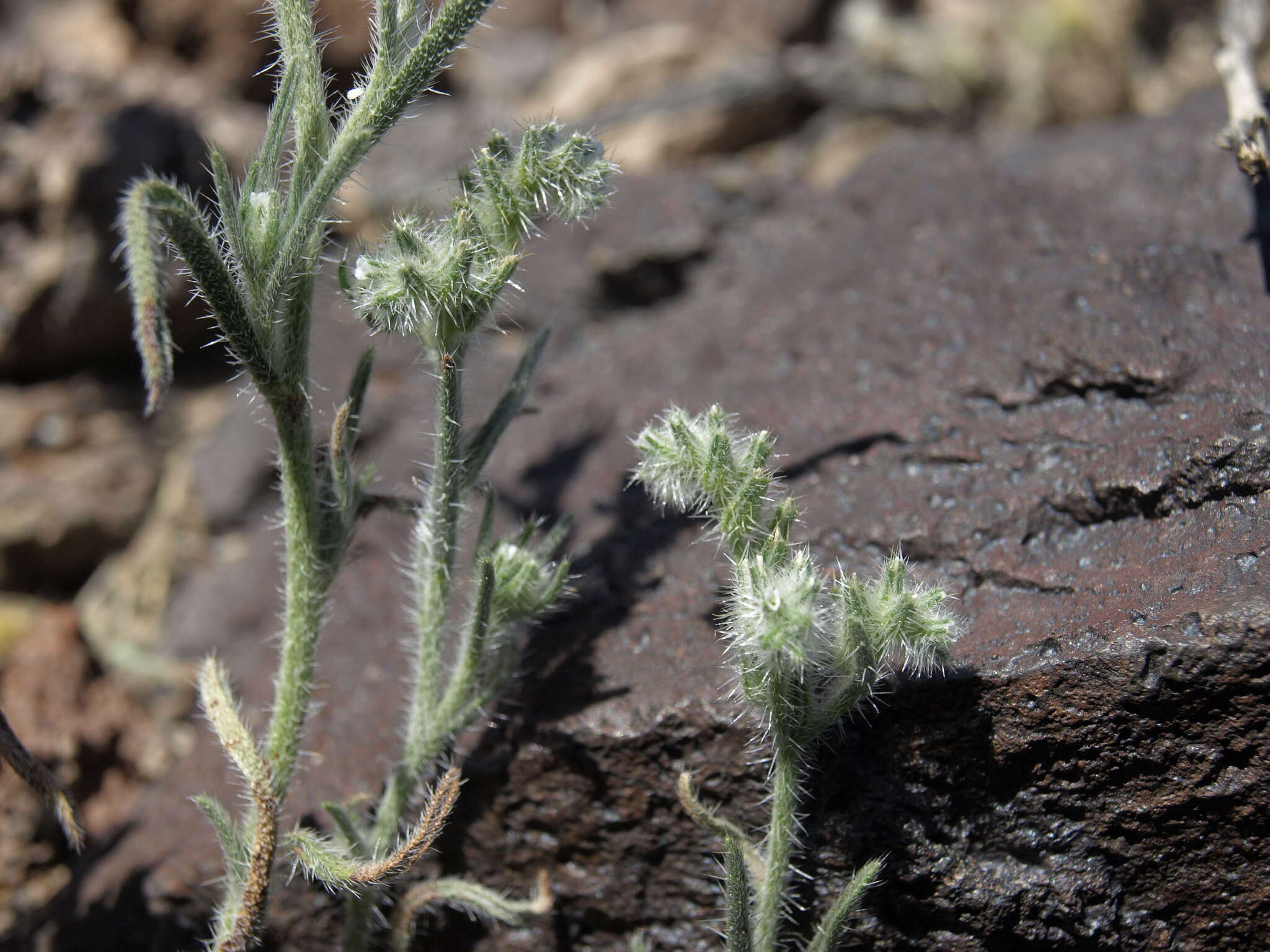 Sivun Cryptantha echinella Greene kuva