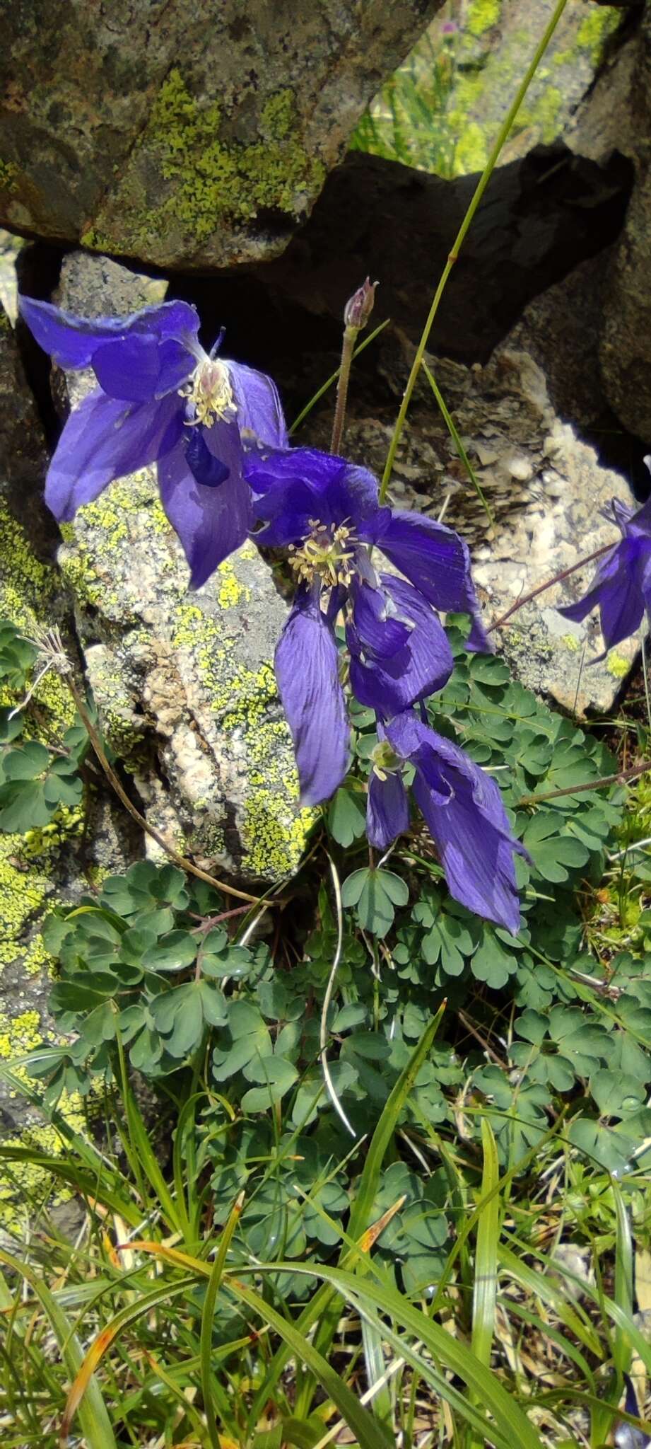 Image of Aquilegia pyrenaica DC.