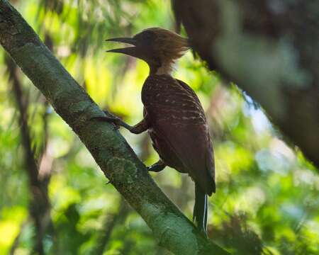 Image of Pale-crested Woodpecker