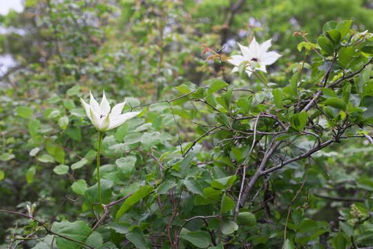 Image of Clematis