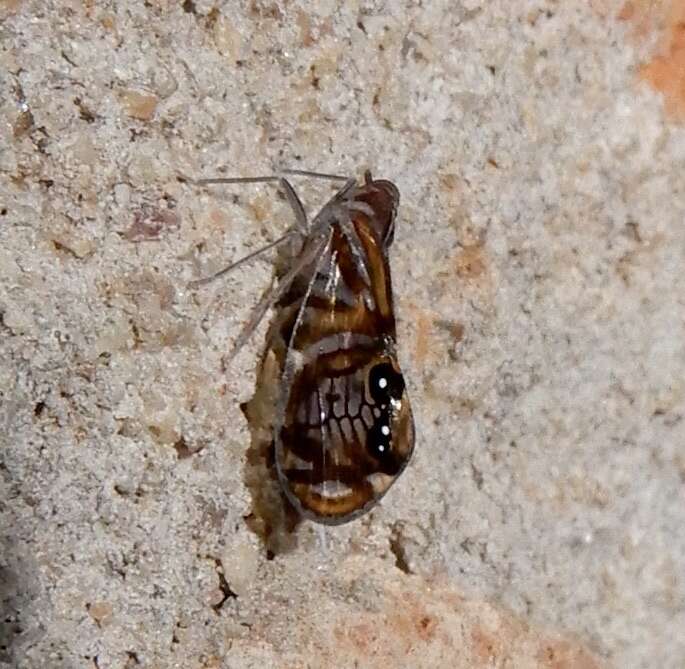 Imagem de Brixia albomaculata Distant 1906