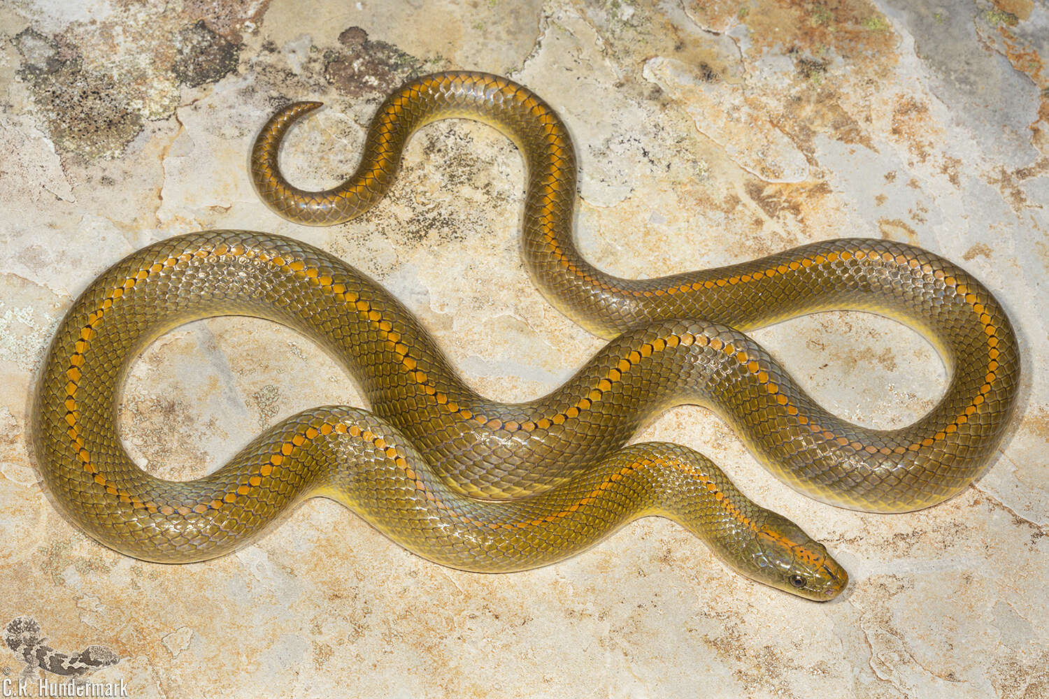 Image of Aurora House Snake