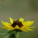 Image of Megachile inimica inimica