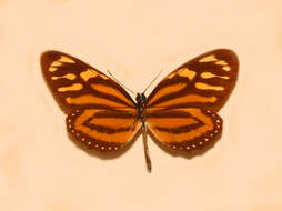 Image of Tiger Mimic-Queen