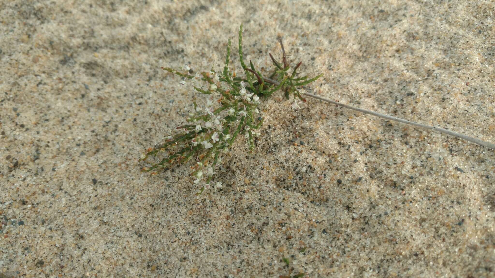 Image de Polygonella articulata (L.) Meisn.