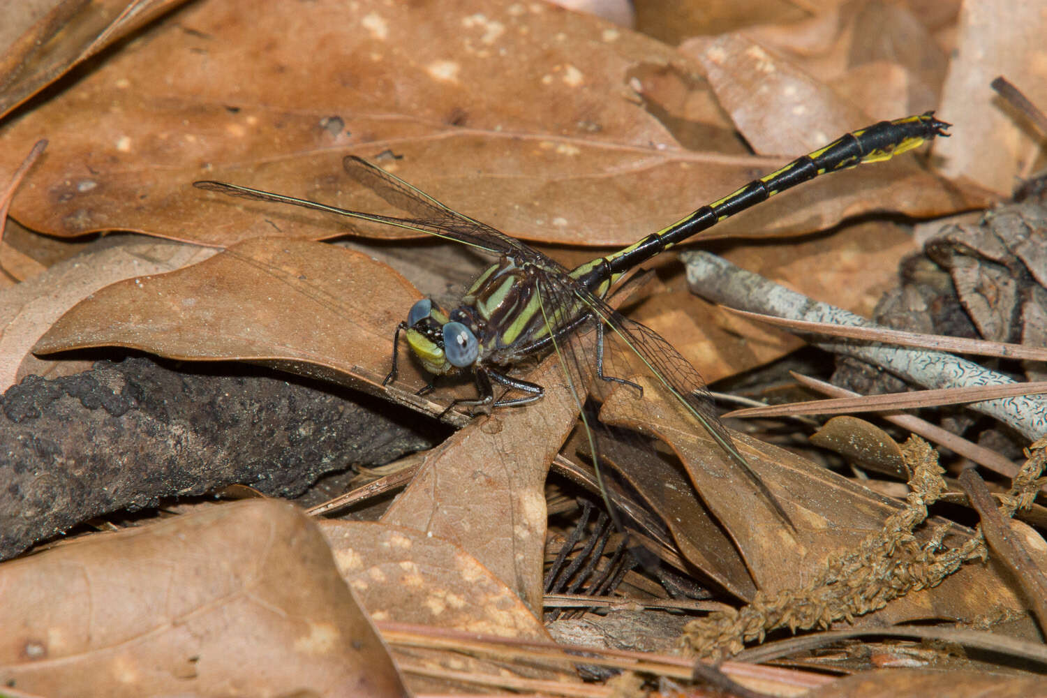 Image of Phanogomphus oklahomensis (Pritchard 1935)