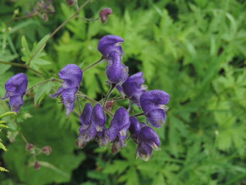 Image of Aconitum nasutum Rchb.