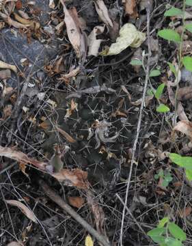 Image of Mammillaria melanocentra subsp. melanocentra