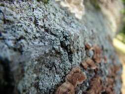 Image of rosette lichen