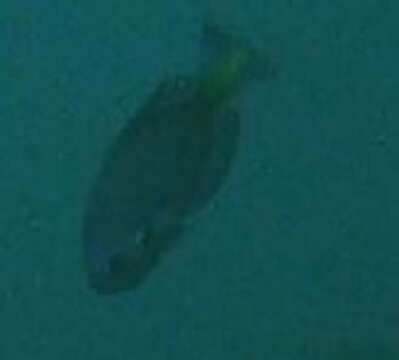 Image of Seaperch