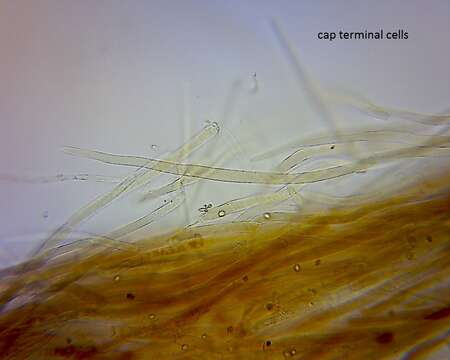 Слика од Pluteus microspermus E. Horak 2008