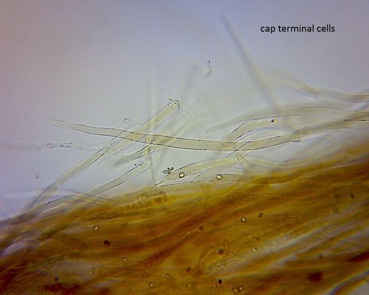 Image of Pluteus microspermus E. Horak 2008