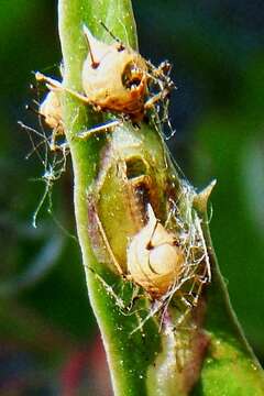 Image of Parasitic wasp