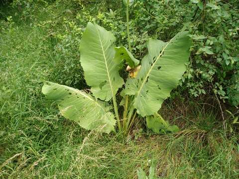 Image of Ligularia macrophylla (Ledeb.) DC.