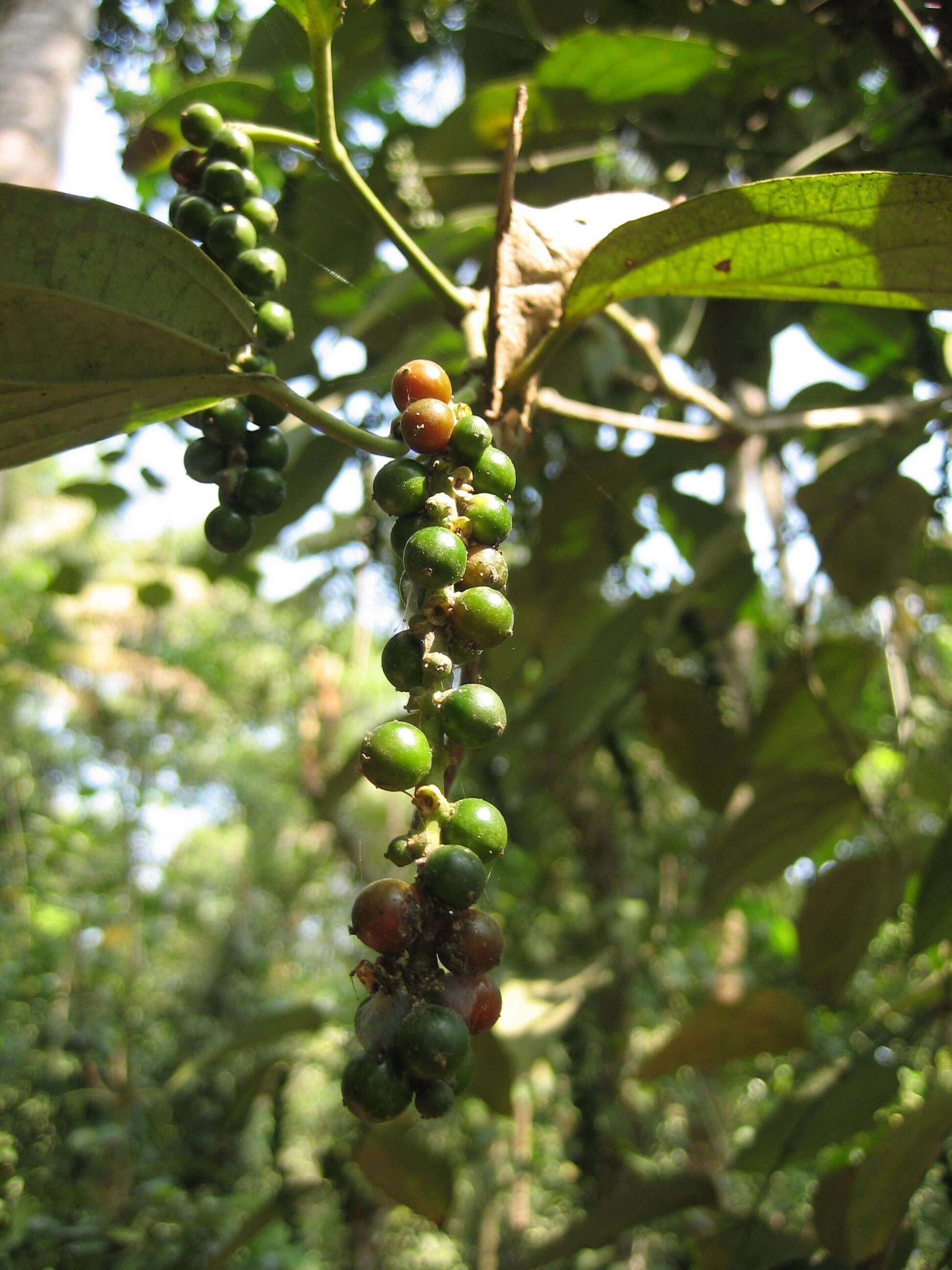 Imagem de Pimenta-preta