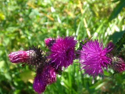 Image of curly plumeless thistle