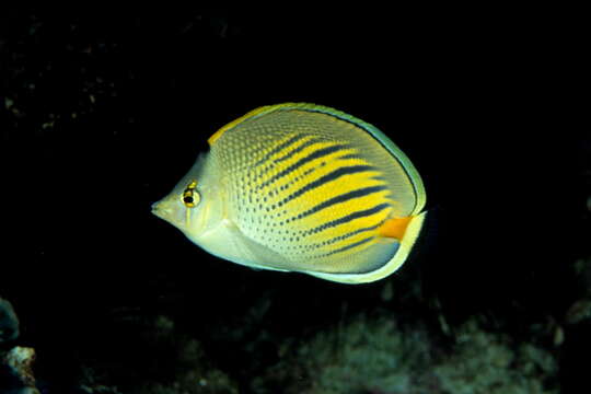 Image of Dot and dash Butterflyfish