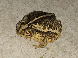 Image of gulf coast toad