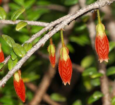 Image of Agapetes serpens (Wight) Sleumer