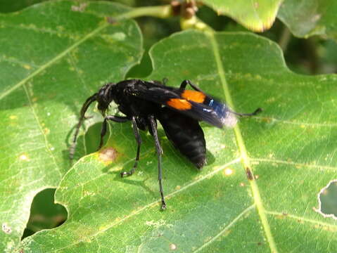 Image of Chirodamus maculipennis (Smith 1855)