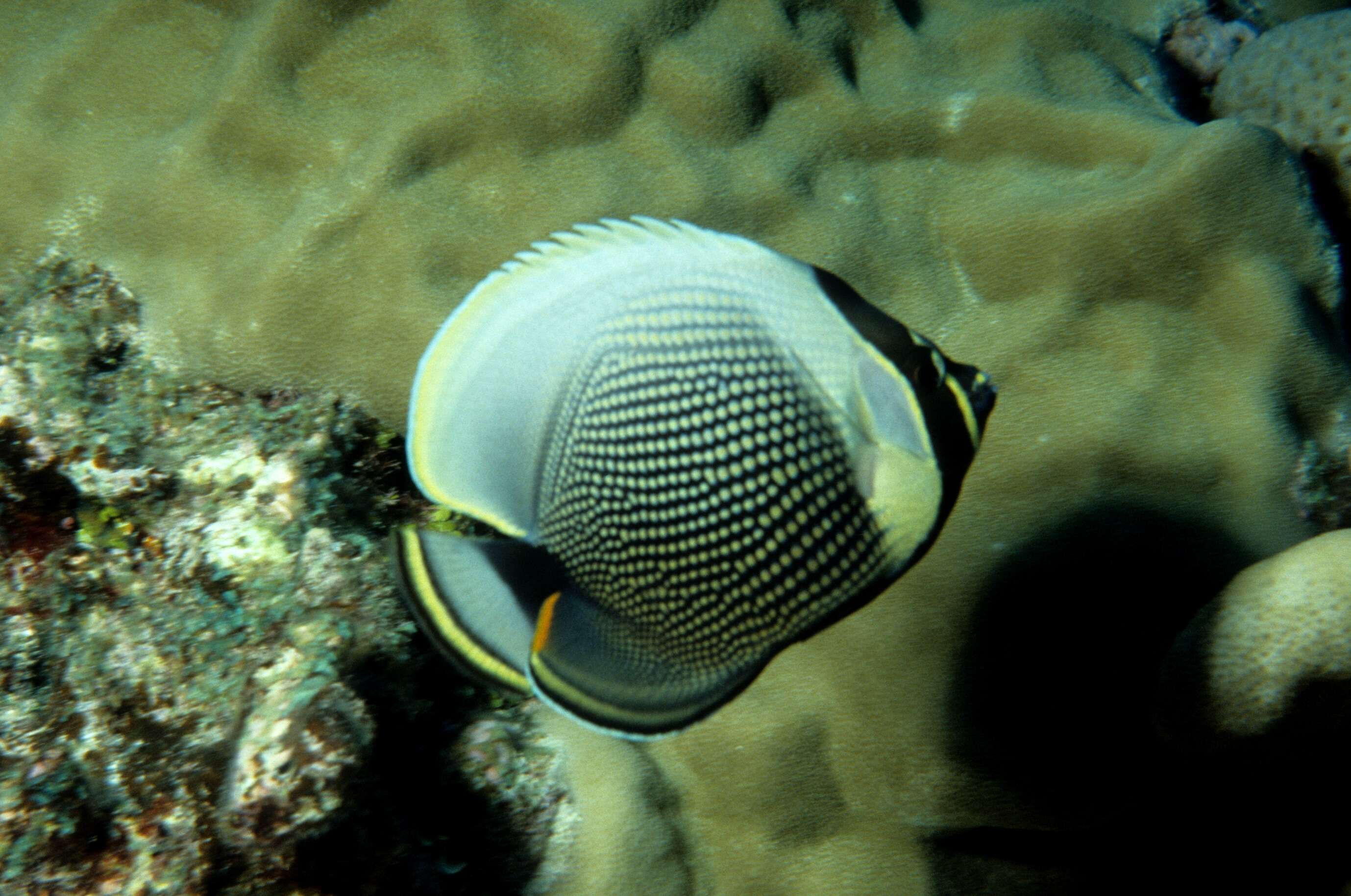 Image of Black Butterflyfish