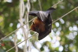 Image of Indian Flying Fox