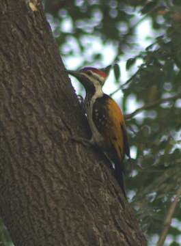 Image of Black-rumped Flameback