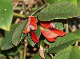 Image of Kennedia rubicunda Vent.