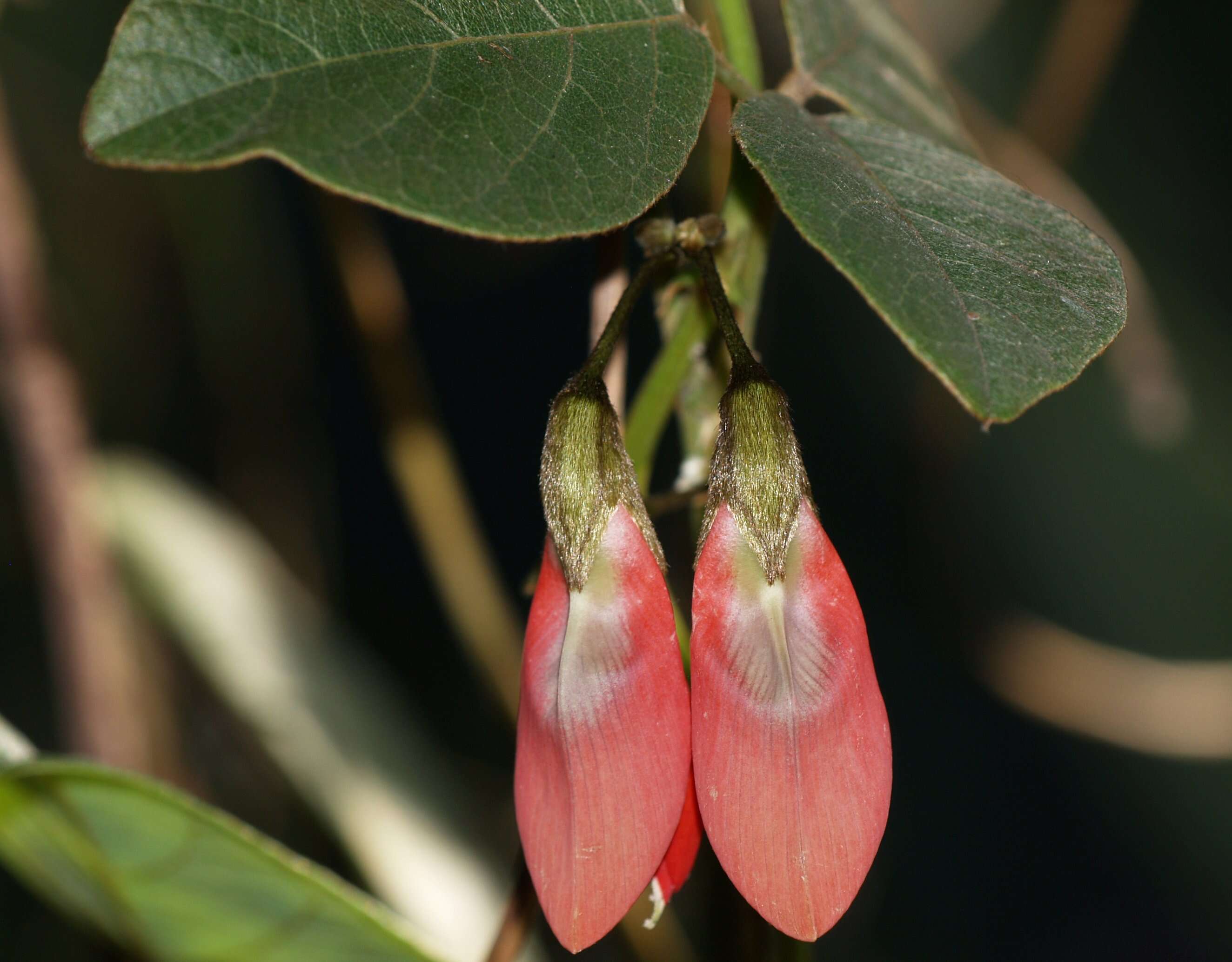 Image of Kennedia rubicunda Vent.