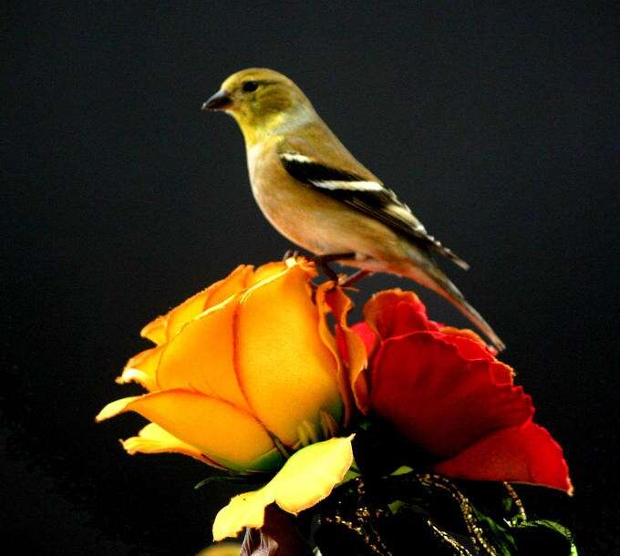 Image of American Goldfinch